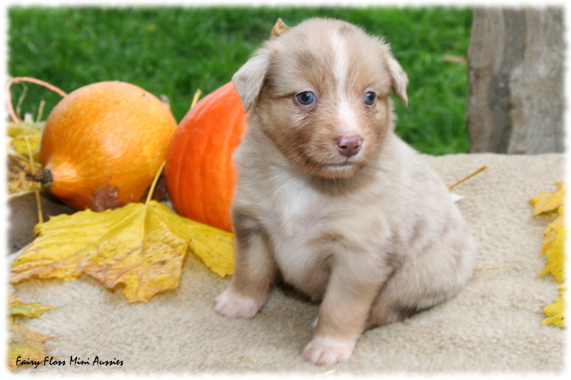 Mini Aussie Welpe