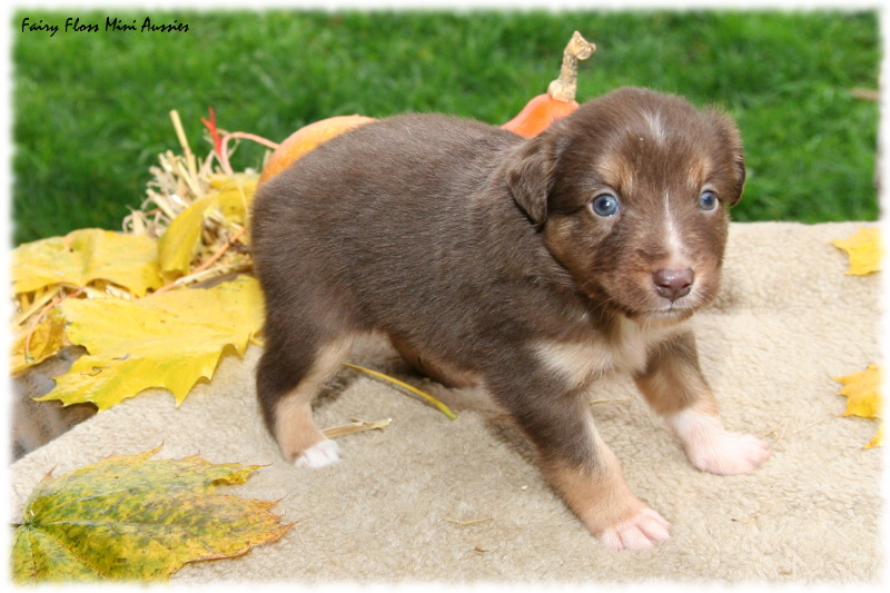 Mini Aussie Welpe