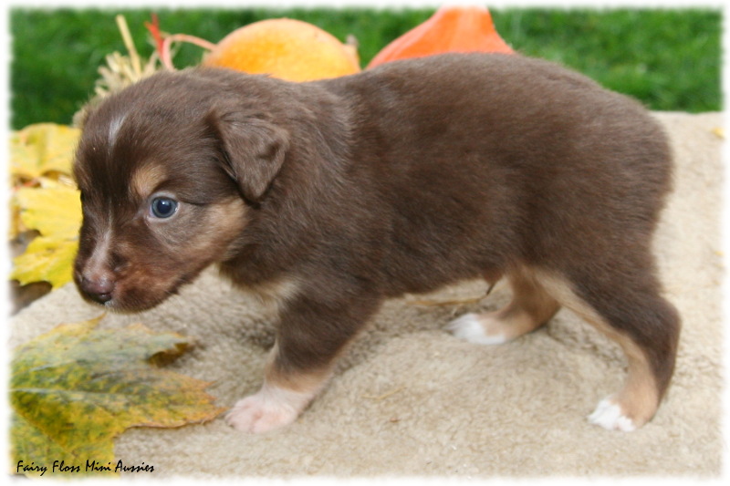 Mini Aussie Welpe