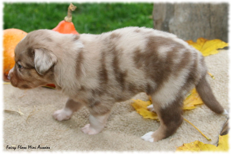 Mini Aussie Welpe