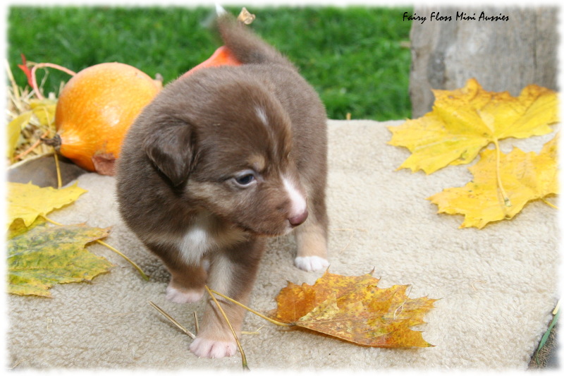 Mini Aussie Welpe