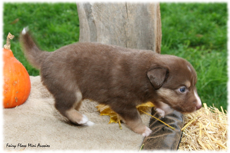 Mini Aussie Welpe