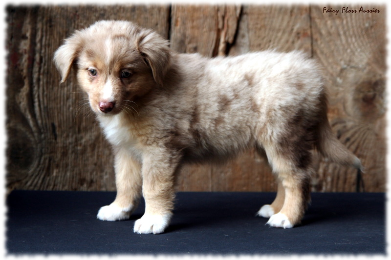 Mini Aussie Welpe