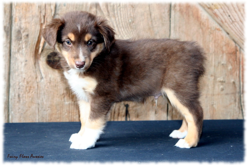 Mini Aussie Welpe