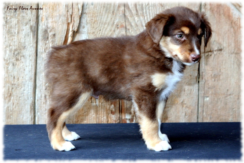 Mini Aussie Welpe