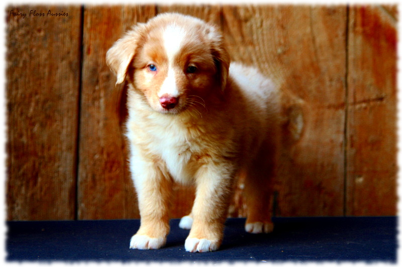 Mini Aussie Welpe - 49. Tag Mini Aussie Welpe