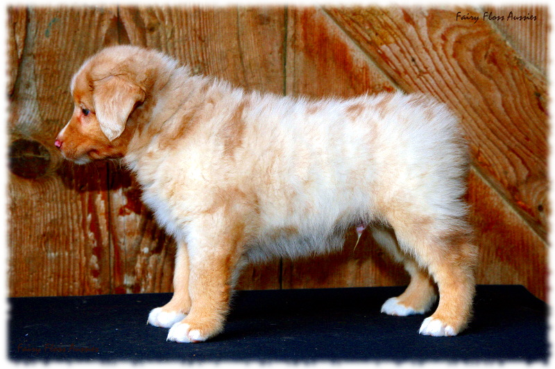Mini Aussie Welpe - 49. Tag Mini Aussie Welpe