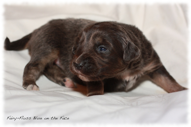 Mini Aussie Welpen - Beauty und Splash