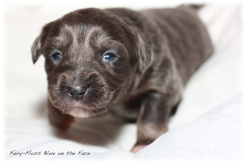 Mini Aussie Welpen - Beauty und Splash