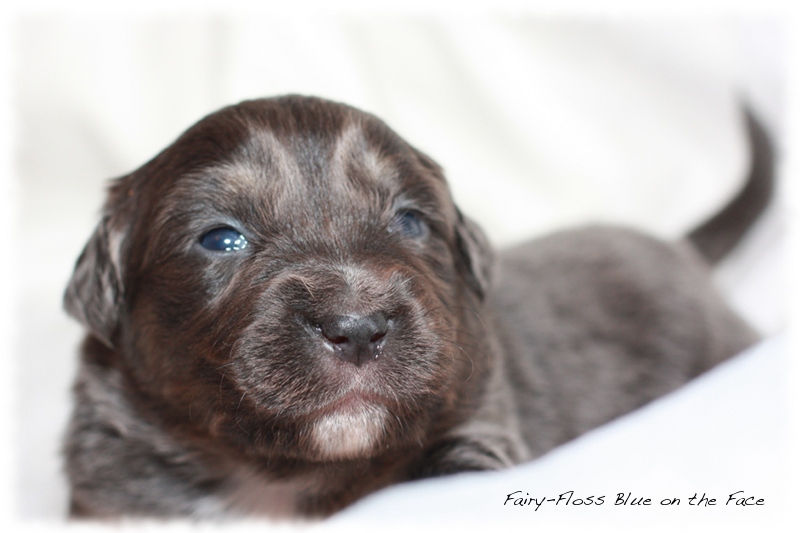 Mini Aussie Welpen - Beauty und Splash