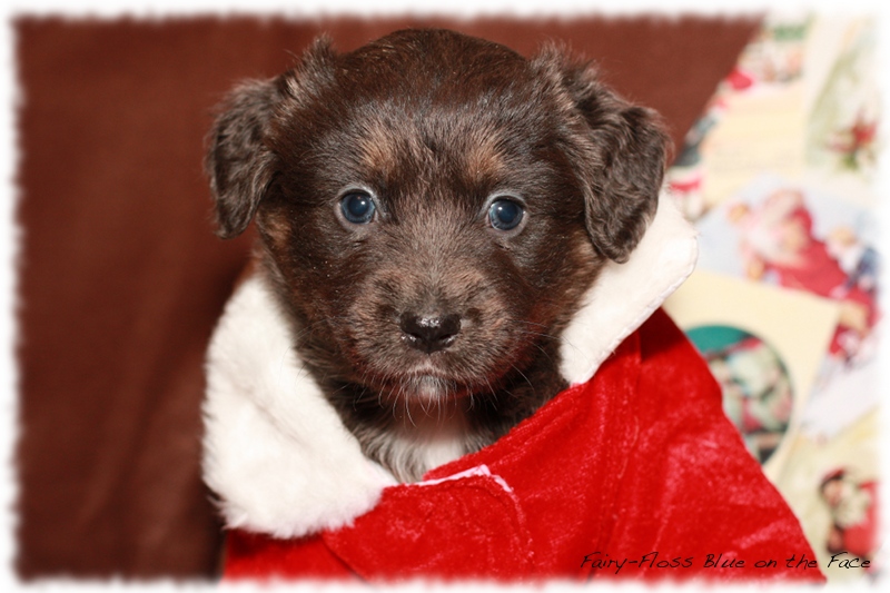 Mini Aussie Welpen - Beauty und Splash