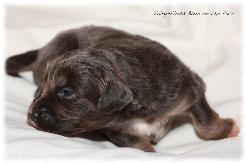 Mini Aussie Welpen - Beauty und Splash