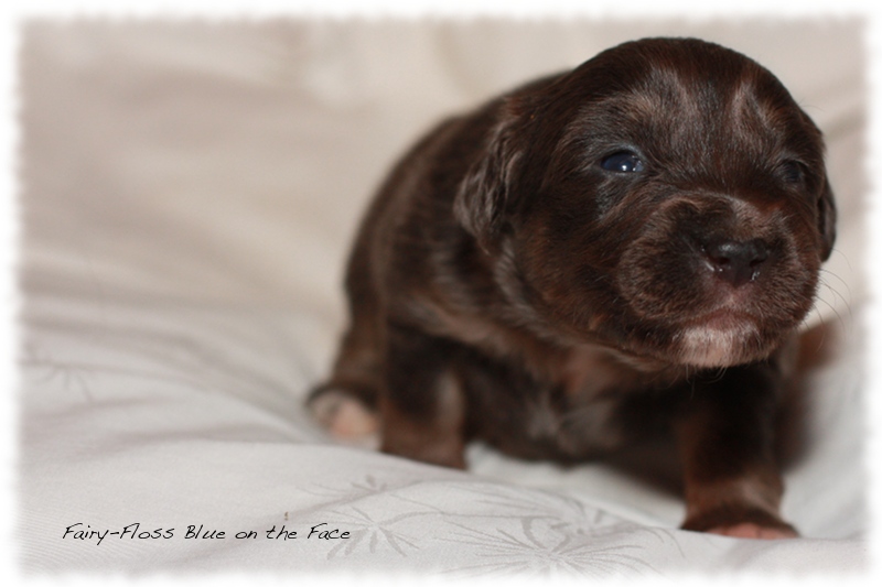 Mini Aussie Welpen - Beauty und Splash