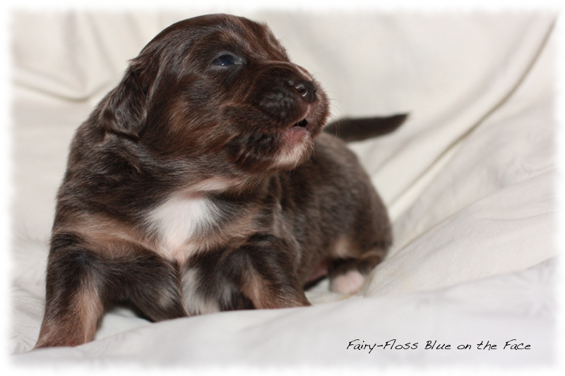 Mini Aussie Welpen - Beauty und Splash