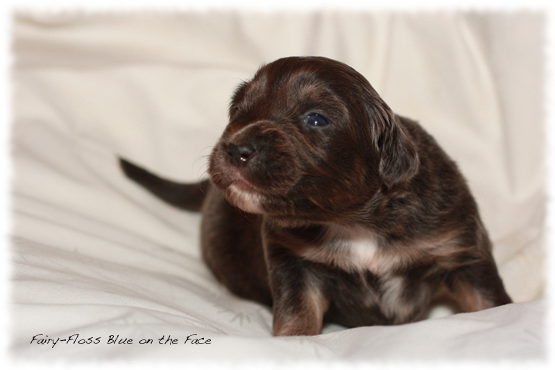 Mini Aussie Welpen - Beauty und Splash