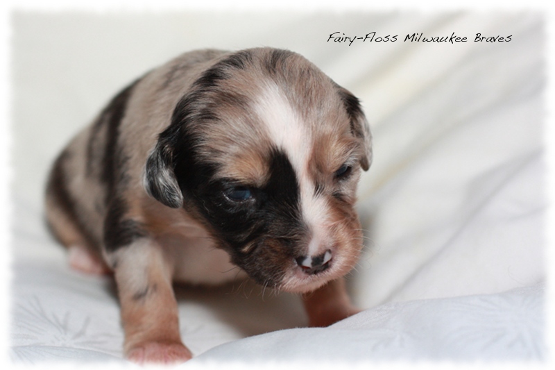 Mini Aussie Welpen - Beauty und Splash