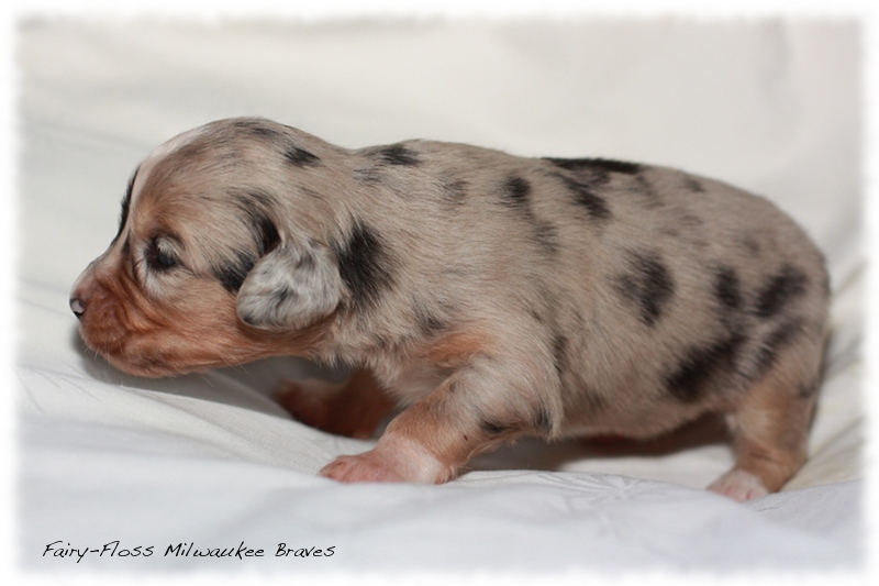 Mini Aussie Welpen - Beauty und Splash