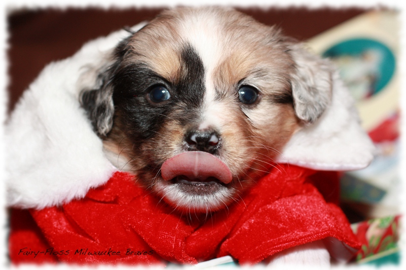 Mini Aussie Welpen - Beauty und Splash