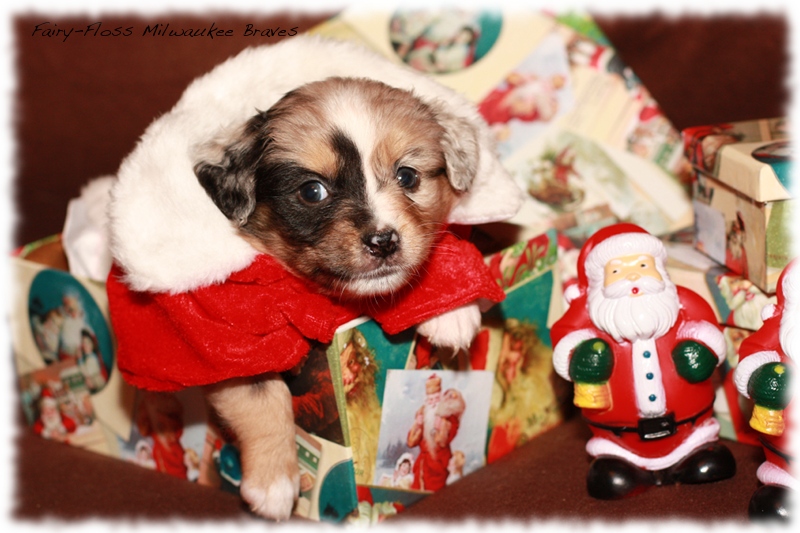 Mini Aussie Welpen - Beauty und Splash