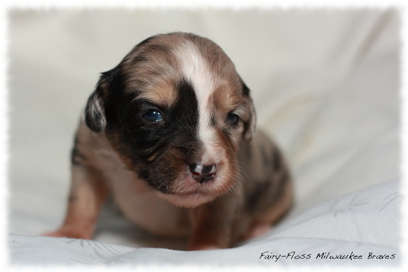 Mini Aussie Welpen - Beauty und Splash