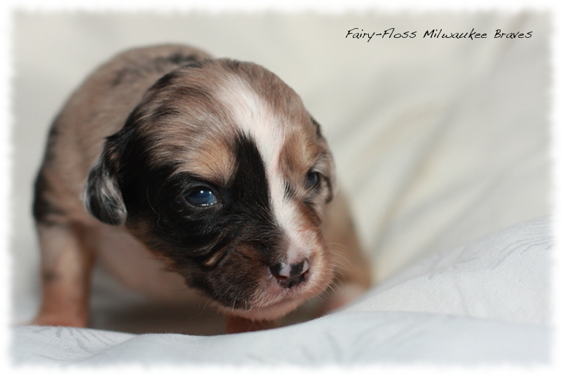 Mini Aussie Welpen - Beauty und Splash