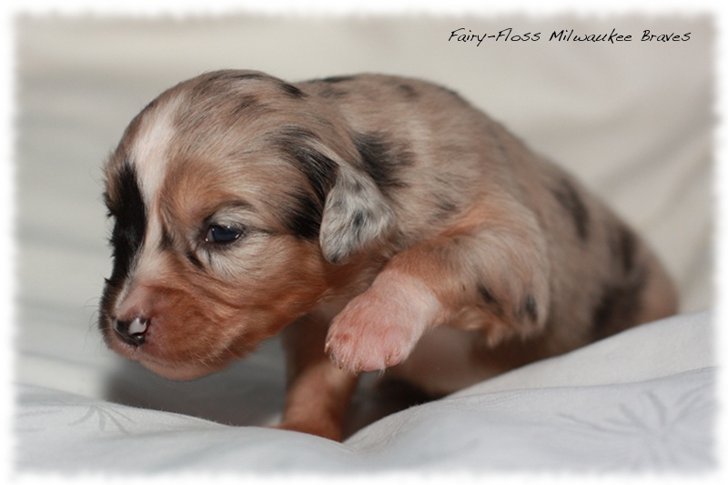 Mini Aussie Welpen - Beauty und Splash