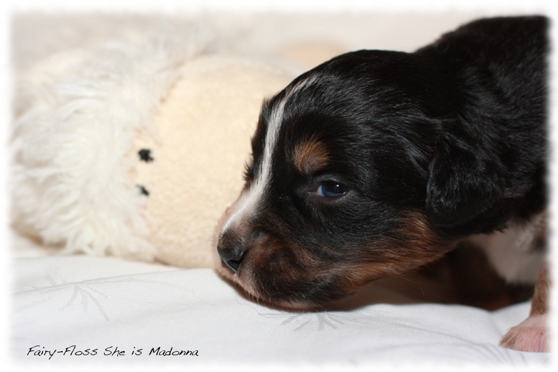 Mini Aussie Welpen - Beauty und Splash