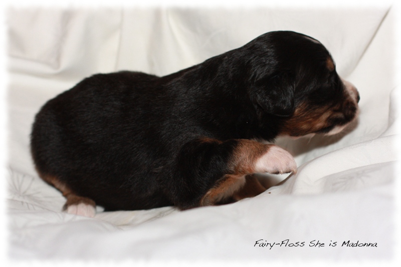 Mini Aussie Welpen - Beauty und Splash