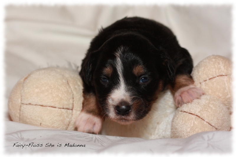 Mini Aussie Welpen - Beauty und Splash