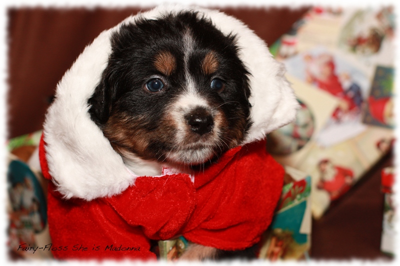 Mini Aussie Welpen - Beauty und Splash