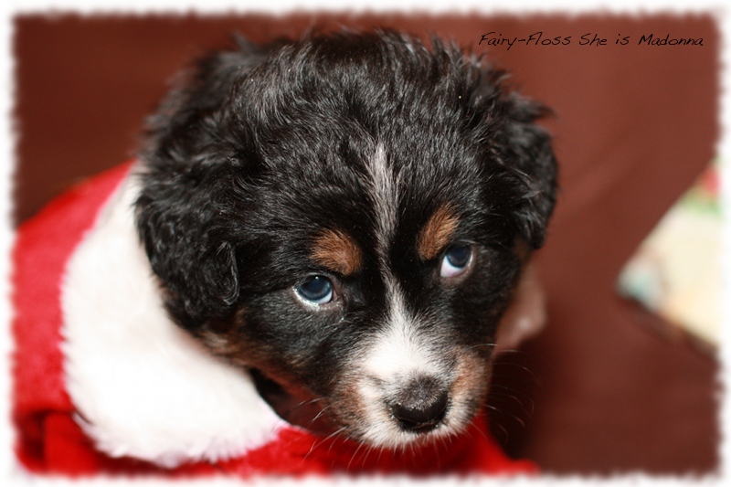 Mini Aussie Welpen - Beauty und Splash