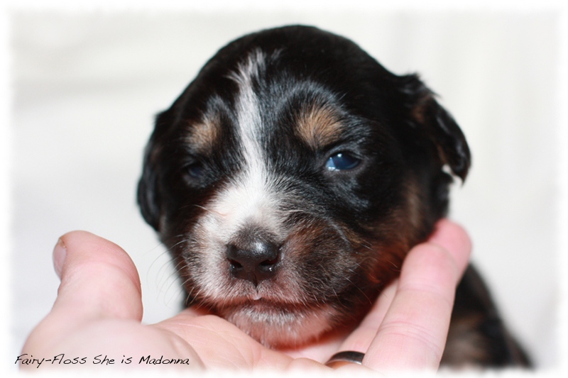 Mini Aussie Welpen - Beauty und Splash