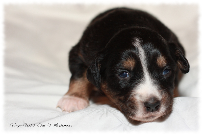 Mini Aussie Welpen - Beauty und Splash