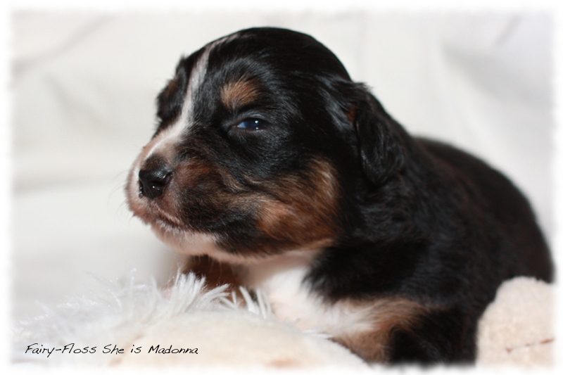 Mini Aussie Welpen - Beauty und Splash