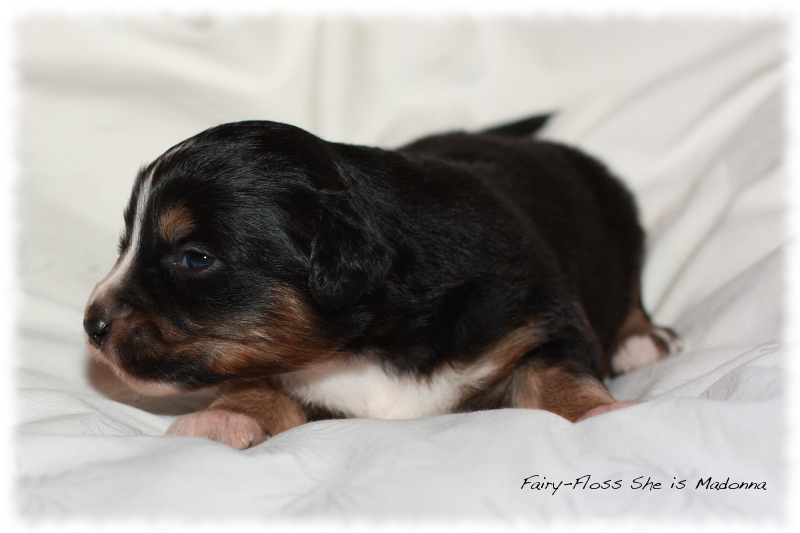 Mini Aussie Welpen - Beauty und Splash