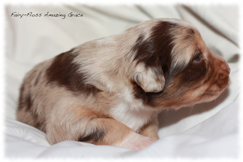 Mini Aussie Welpen - Beauty und Splash