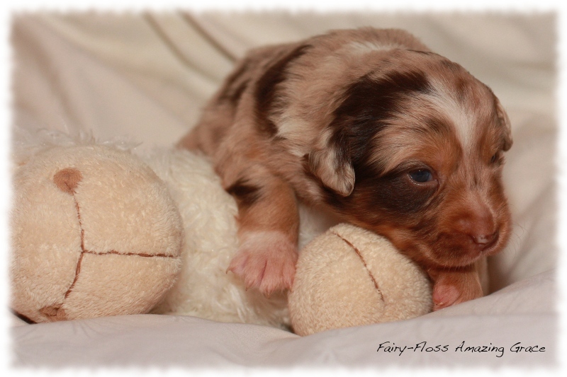 Mini Aussie Welpen - Beauty und Splash