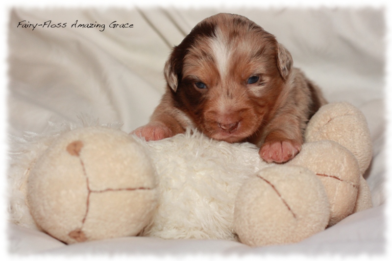 Mini Aussie Welpen - Beauty und Splash