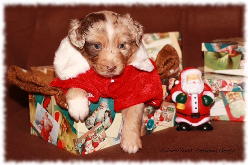 Mini Aussie Welpen - Beauty und Splash