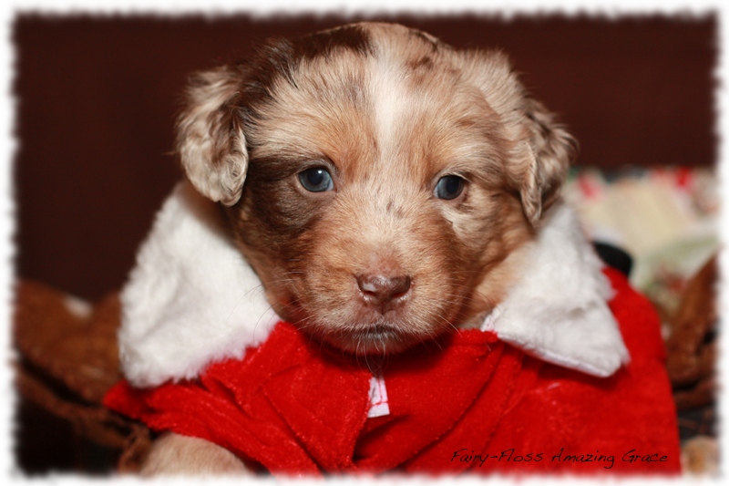 Mini Aussie Welpen - Beauty und Splash