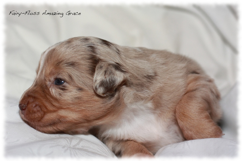 Mini Aussie Welpen - Beauty und Splash