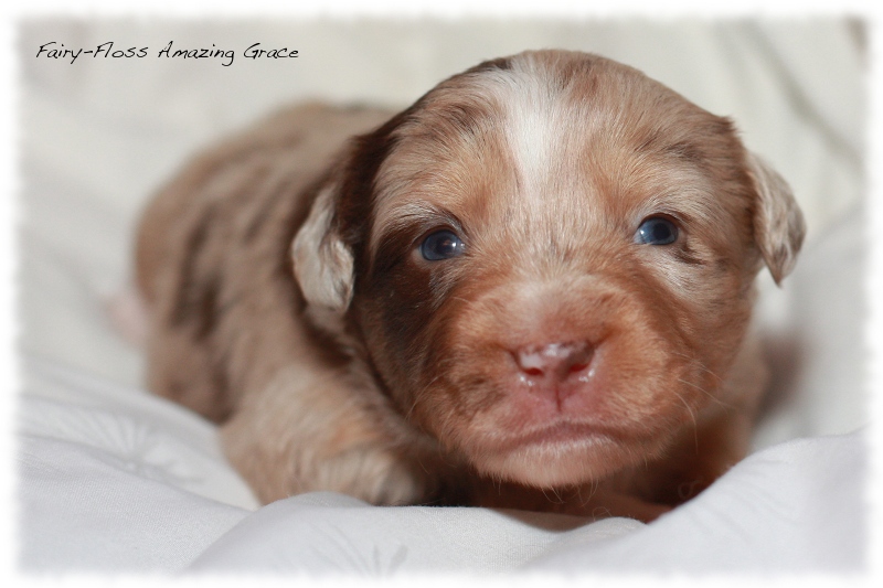 Mini Aussie Welpen - Beauty und Splash