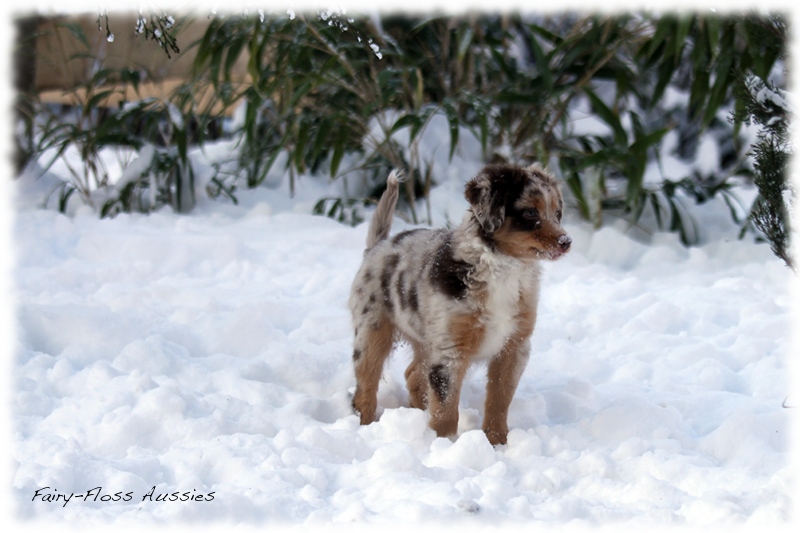 Red Merle Mini Aussie Welpe