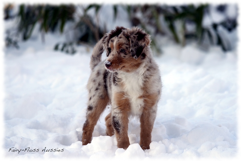 Red Merle Mini Aussie Welpe