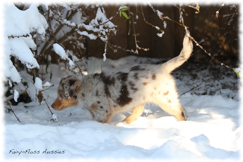 Red Merle Mini Aussie Welpe