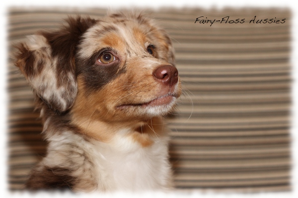 Red Merle Mini Aussie Welpe