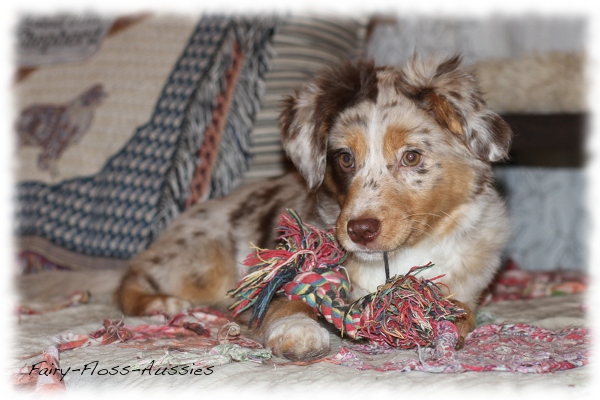 Red Merle Mini Aussie Welpe