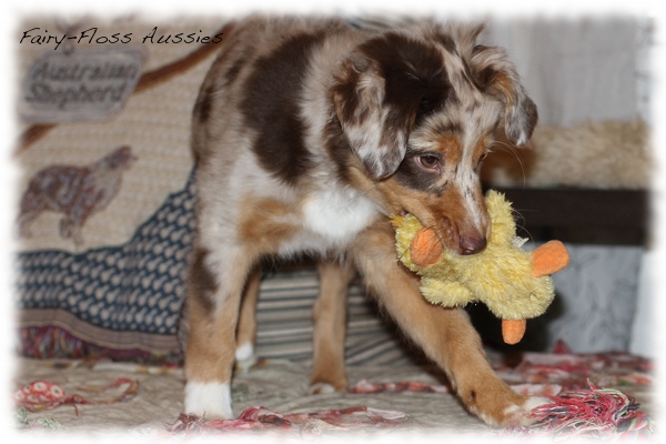 Red Merle Mini Aussie Welpe