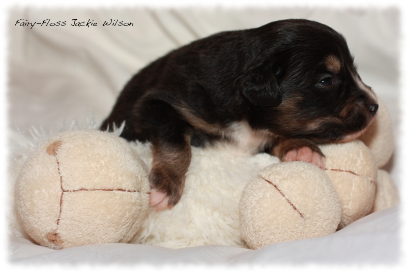 Mini Aussie Welpen - Beauty und Splash