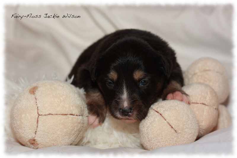 Mini Aussie Welpen - Beauty und Splash